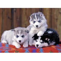 Ravensburger - Mignons Huskies Puzzle 200pc