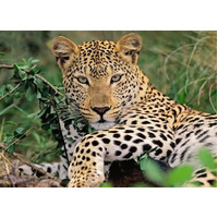 Ravensburger - Lounging Leopard Puzzle 100pc