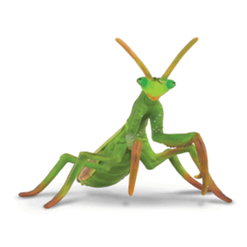 Collecta - Praying Mantis 88351