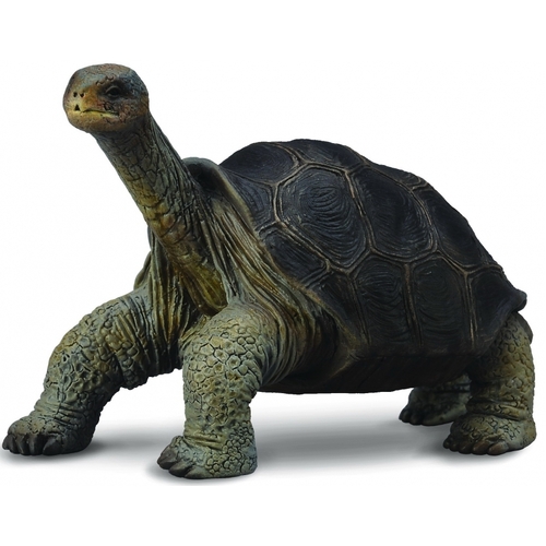 Collecta - Tortoise Pinta Island (George) 88619