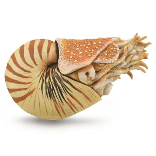 Collecta - Nautilus Pompilius 88907